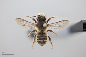 Media type: image;   Entomology 789964 Aspect: habitus dorsal view
